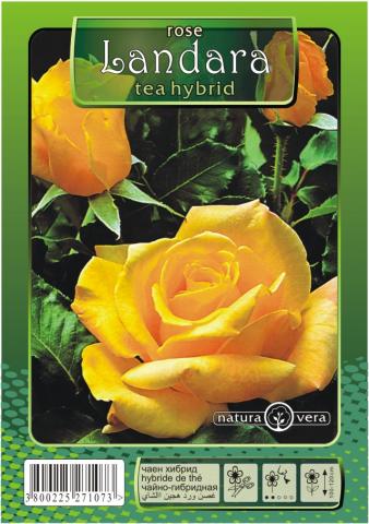 Хибрид Чаена роза 80-120см., микс, снимка 12 - Външни растения