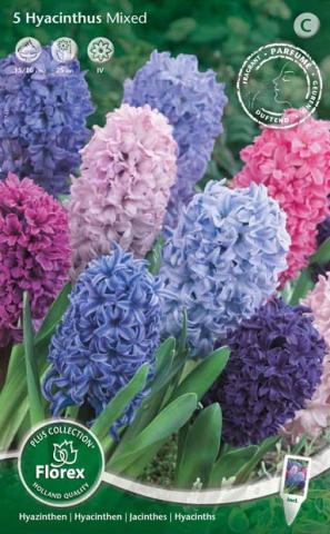 Луковици Зюмбюл микс, 5 бр. в опаковка - Зюмбюли