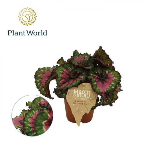 Бегония rex Macarena Ф12см, H25см - Пролетни балконски цветя