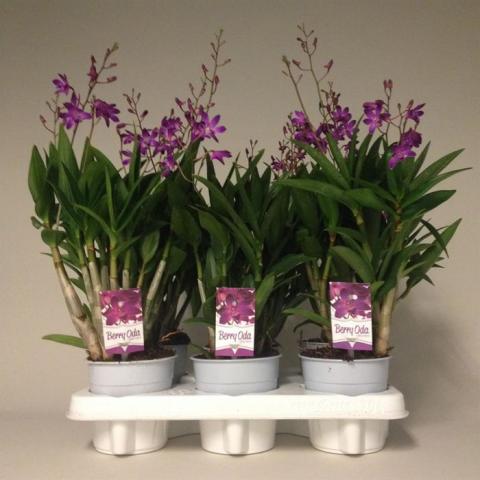 Дендробиум Berry Oda ф12, H45, 4 стъбла, 25+ цвята - Орхидеи