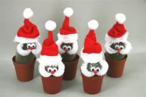 Кактус Santa Ф6.5см