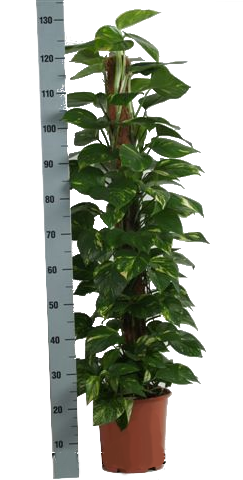 Епипремнум pinnatum mosstok ф24/ H:130 см - Големи растения