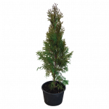 Туя Emerald 50-60 см 3 л