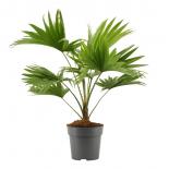 Ливистона ротундифолия ф12, Н35-40 см