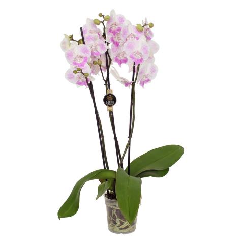 Орхидея Фаленопсис Bonito, снимка 4 - Външни растения
