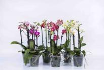 Орхидея Фаленопсис Multiflora mix