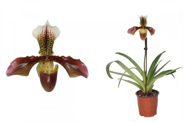 Пафиопедилум микс Ф12 см, снимка 3 - Орхидеи