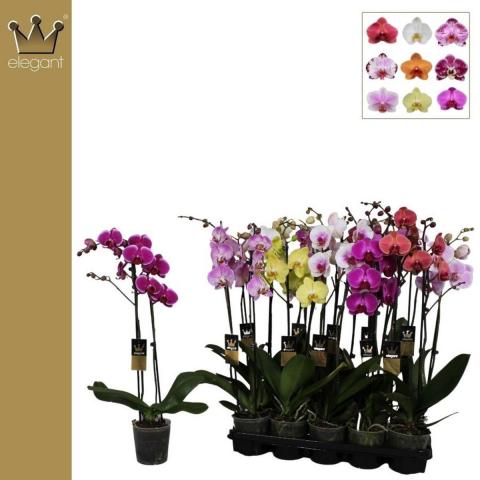 Фаленопсис 2 стебла, Ф12, Н60-70см, микс цвет. 18+ - Орхидеи