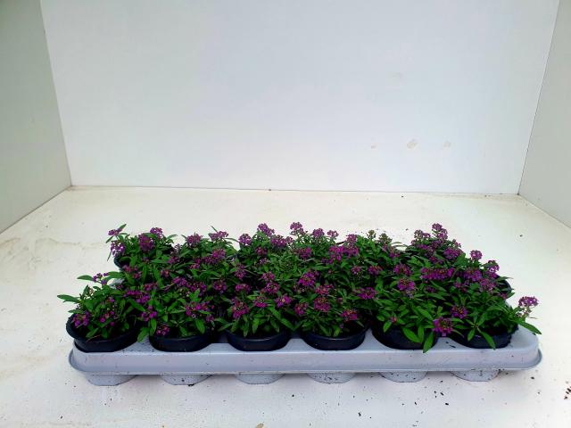 Алисум Ф:9 см, снимка 3 - Пролетни балконски цветя