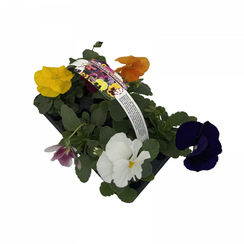 Теменужка, 6бр., снимка 2 - Пролетни балконски цветя