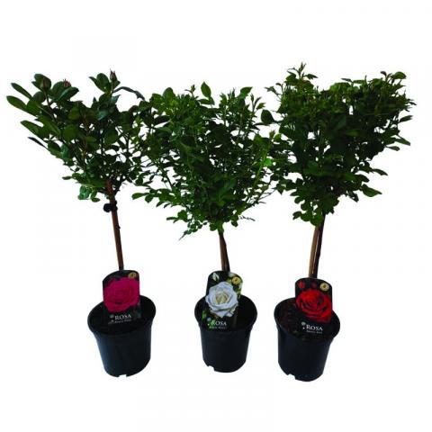 Роза микс Ф17см 65-70 см, дърво - Цъфтящи