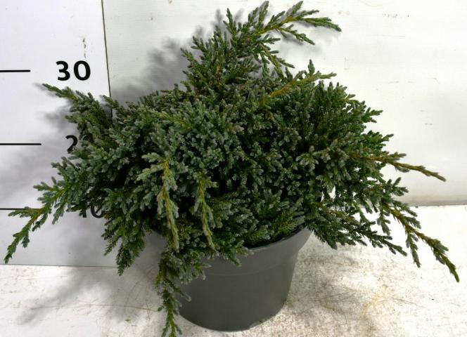 Юниперус Squamata Tropical Blue 5 л, снимка 2 - Иглолистни храсти и дървета