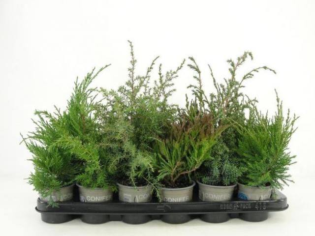 Юниперус ф9 см H15 см микс - Иглолистни храсти и дървета