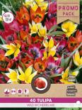 Луковици Лале Wild Wonders 25 бр.