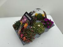 Делосперма Cooperi 6 бр. ф9 см H12 см