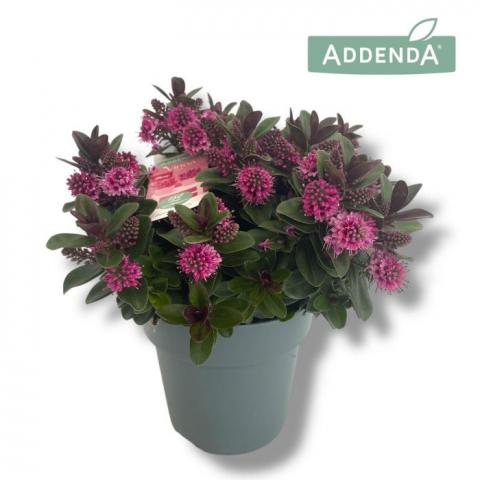 Хебе Addenda Vinoa Pink ф15 см H35 см - Есенни балконски