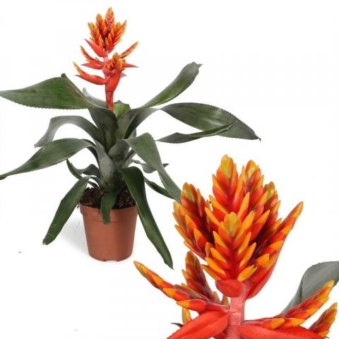 Ехмея Pepita Elegant Flames ф12см - Цъфтящи