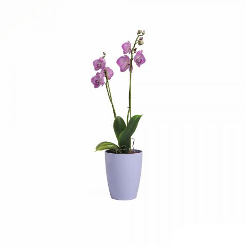 Кашпа за орхидея Ф15см, FIJI, снимка 2 - Пластмасови кашпи