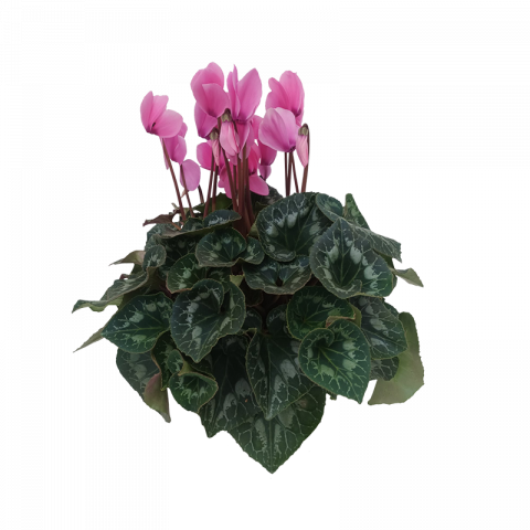 Циклама ф17 см - Външни растения