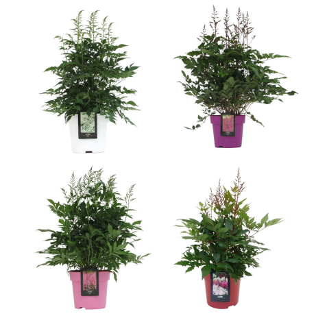 Астилбе Ф23cm H60 cm - Цъфтящи