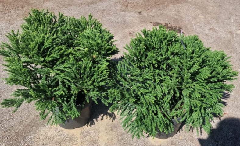 Криптомерия, 10 литра, снимка 2 - Иглолистни храсти и дървета