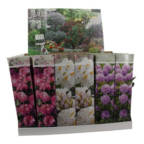 Рододендрон корен в кутия микс ф9 см - Листопадни храсти и дървета