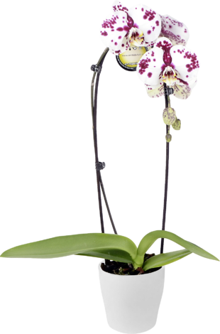 Орхидея Phalaenopsis - Орхидеи