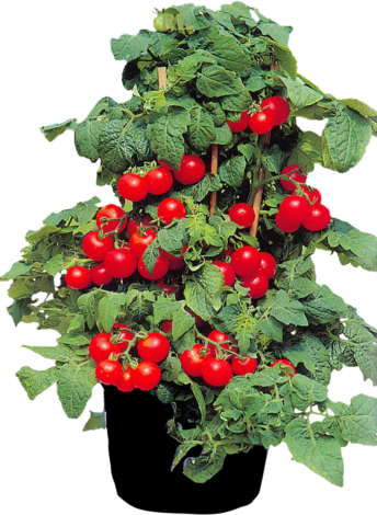 Разсад домати Ф:9 см - Зеленчуци и подправки