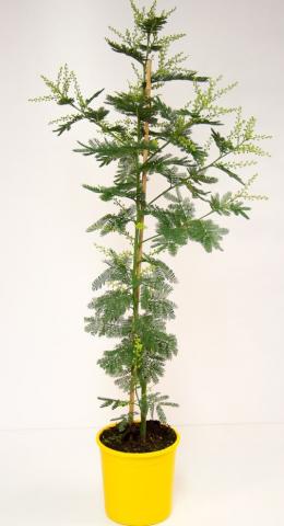 Мимоза gaulois Ф15см - Средиземноморски растения