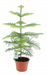 Араукария Hetrophylla ф15, H:40 - 45см
