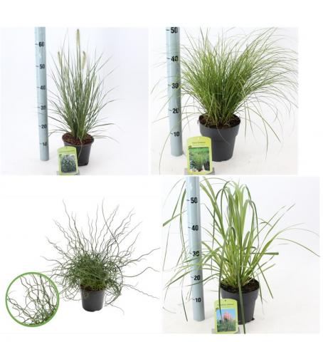 Декоративни треви - Многогодишни перенни растения