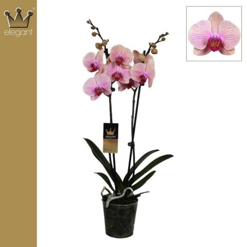 Фаленопсис 2 стебла, Ф12, Н60-70см, микс цвет. 18+, снимка 2 - Орхидеи