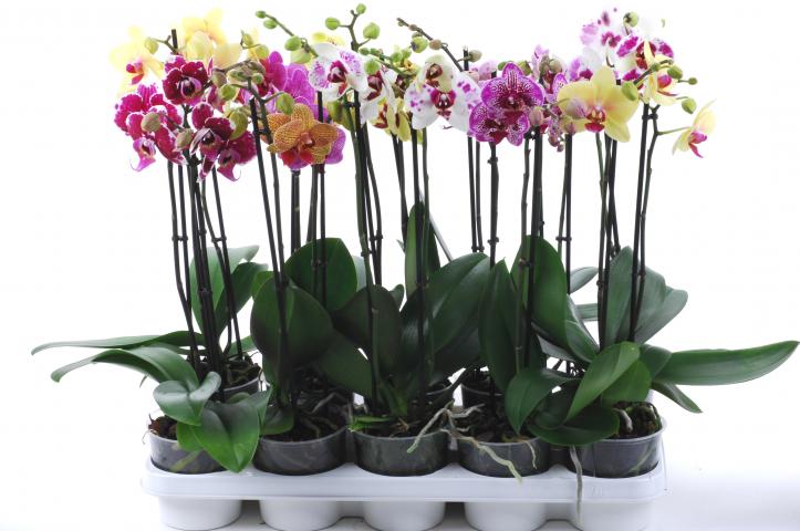 Орхидея Фаленопсис ф12/ Н: 40-50 см - Орхидеи