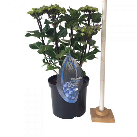 Хортензия BS Blue Ф23см, H45см - Пролетни балконски цветя
