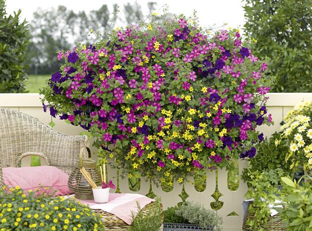 Балконски цветя Тон в Тон - Пролетни балконски цветя