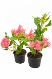 Хидрангеа  Macrophylla Princess Diana 2 л