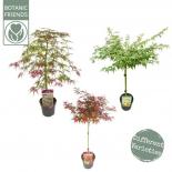 Японски клен Palmatum ф19 см H80 см