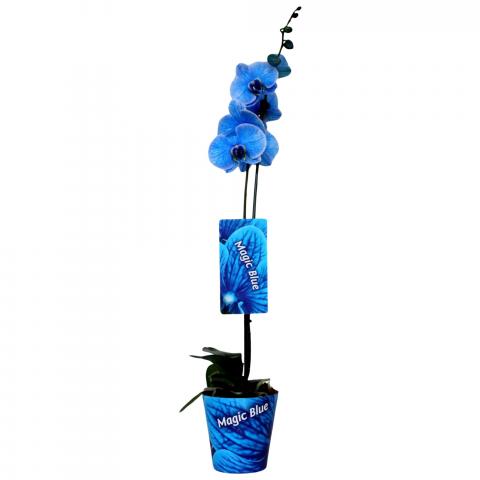Орхидея Фаленопсис Royal Blue ф12 см, Н50-70 см - Външни растения