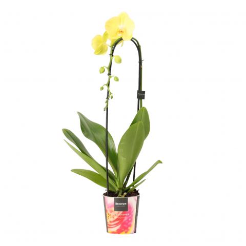 Орхидея Cascade Ф12см, Н55-60см, снимка 5 - Орхидеи