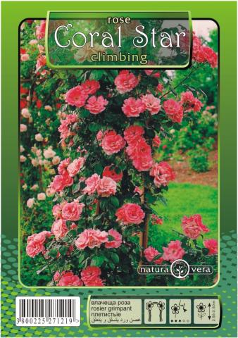 Хибрид Чаена роза 80-120см., микс, снимка 5 - Външни растения