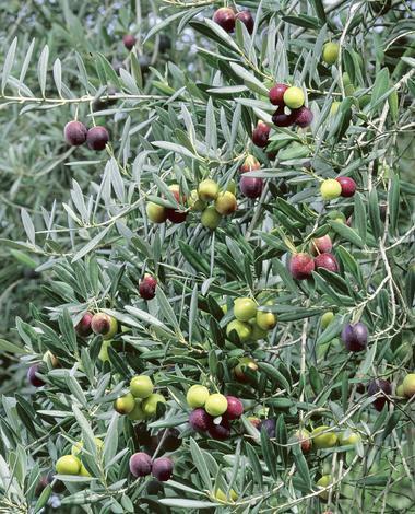 Маслинов храст Ф:15 Н:30 - Средиземноморски растения
