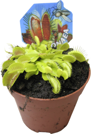 Венерина мухоловка O 9 см - Цъфтящи