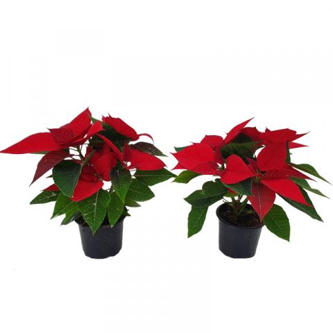 Коледна звезда ф10.5 см, снимка 3 - Коледни звезди