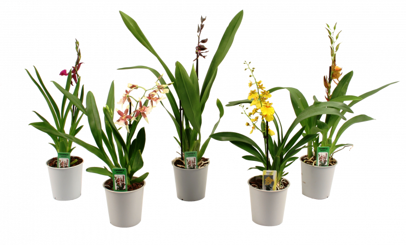 Орхид микс - Орхидеи