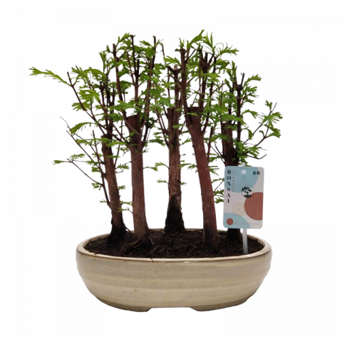 Бонзай Metasequoia Forest ф26 см - Бонзаи