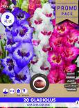 Луковици гладиола Grandiflora- Cha cha cha mix 12/14, 20бр