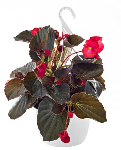 Бегония в кошница ф19см, снимка 2 - Пролетни балконски цветя