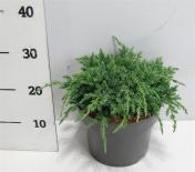 Юниперус Squamata Blue Carpet конт.5 л