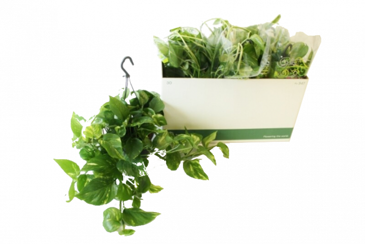 Епипремнум pinnatum hanging - Големи растения