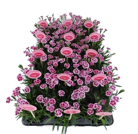 Карамфил 'Pink Kisses' Ф: 10,5см - Пролетни балконски цветя